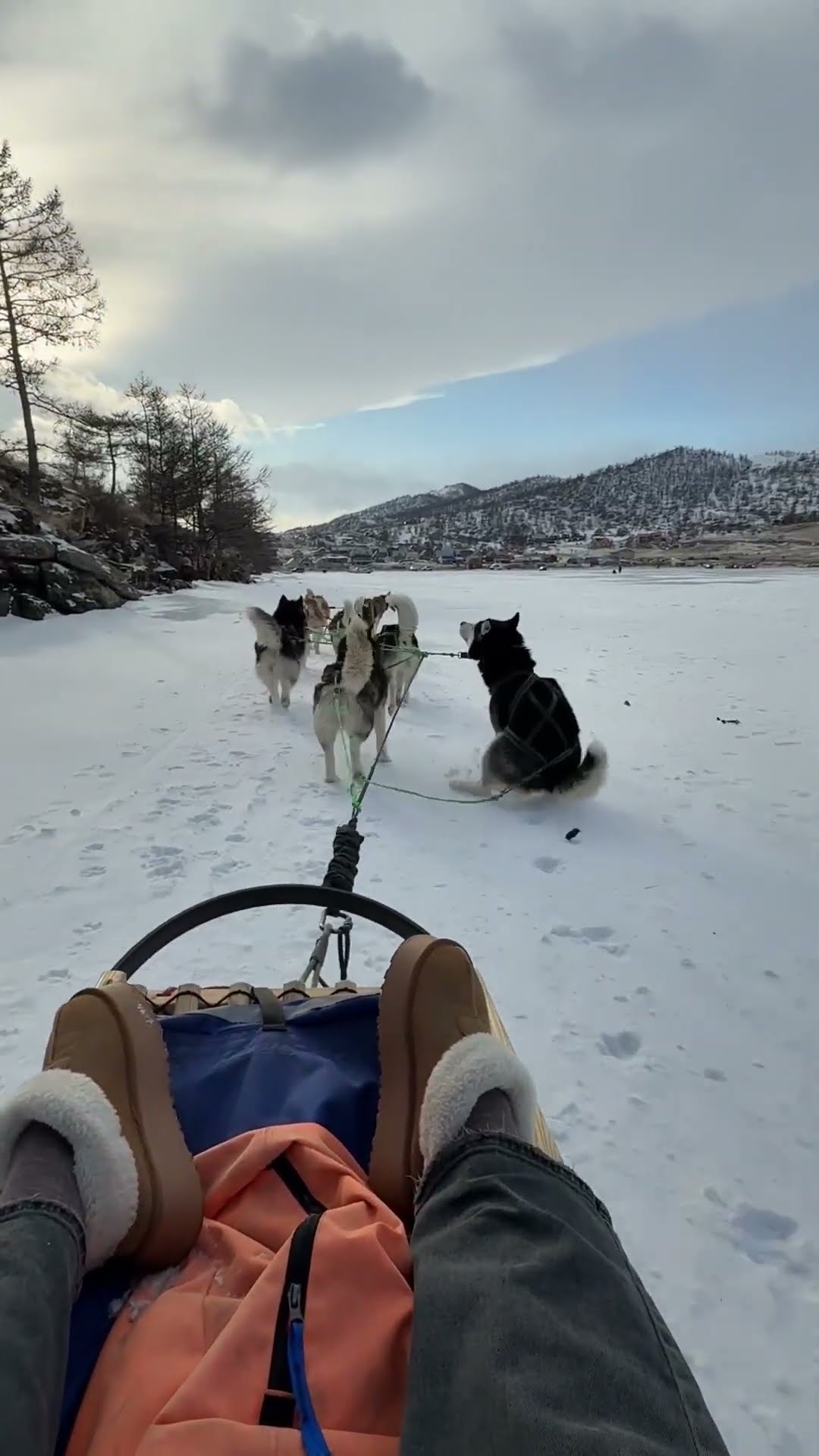 Running Sled Dog Answers Nature's Call || ViralHog