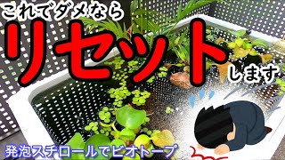 【発泡スチロールでビオトープ】最後の手段になるかもしれません【Biotope】