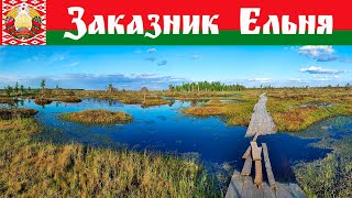 А вы были гуляли по болотам Беларуси? Заказник Ельня.