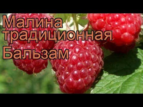 Малина традиционная Бальзам (rubus baroness schroeder) ? обзор: как сажать, саженцы малины Бальзам