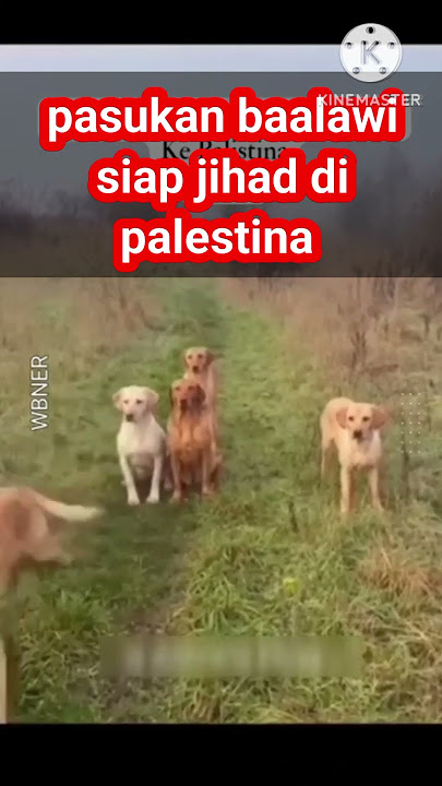 Parodi habib baalawi terbaru ngakak lucu #short