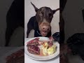 生肉を食べるドーベルマン　#doberman #dogeating #咀嚼音 #eatingsounds #犬ご飯 #ドーベルマン　#dogasmr