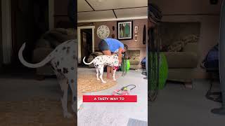 Meet Dalmatians, Lyle & Ace | Dog Joint Supplement #shorts