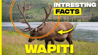 Discovering Wapiti: Majestic Facts About North American Elk