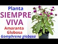 SIEMPRE VIVA o AMARANTA GLOBOSA Gomphrena globosa