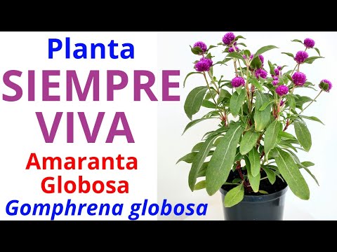 Video: Cultivo de amaranto globo - Consejos para el cuidado de las flores de amaranto globo