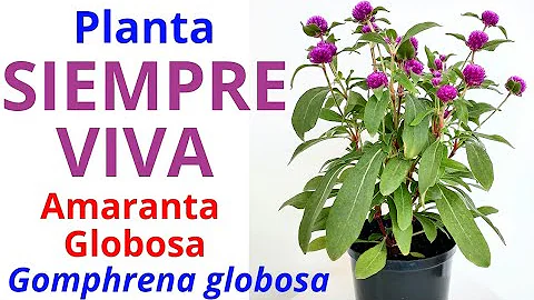 ¿Cómo es la flor de la siempreviva?