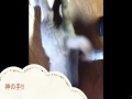 パンチドランカー
