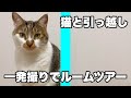 猫と一緒に初めての引っ越し。転勤のためペット可の賃貸物件に引っ越しました。新居の中をマサが探検する様子を一発撮りで追いかけてみました - 猫のマサ / THE FIRST TAKE【ルームツアー】