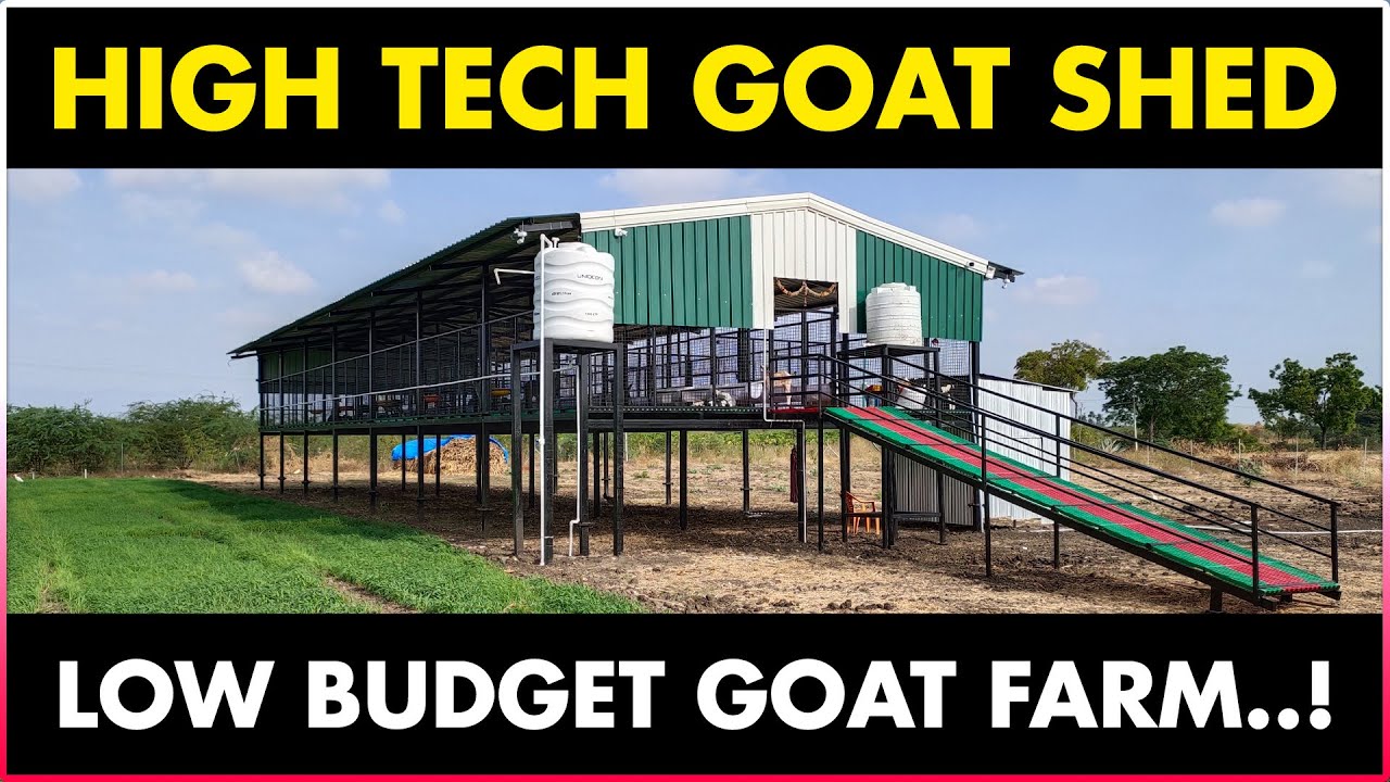 high tech goat shed making at low cost goat farming