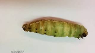 From Larva to Pupa: Pupation of Manduca sexta