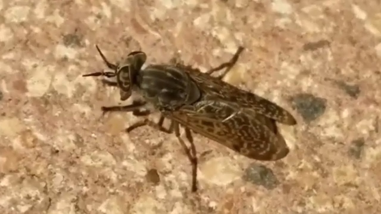 männchen präsentation Die Regenbremse (Haematopota pluvialis) #Insekt #LoveNature #Insektenstich