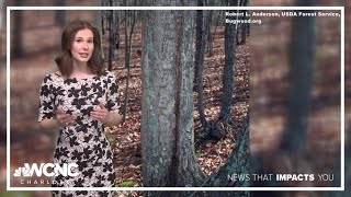 Can trees explode from arctic temperatures?