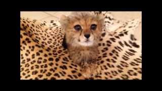 الفهد الصياد شيتا Cheetah Tiger