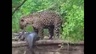 Леопард VS Крокодил!