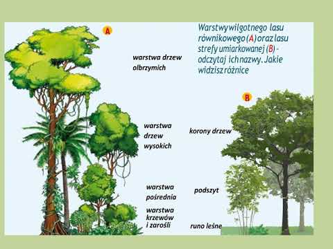 Las równikowy i las strefy umiarkowanej 1