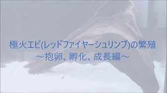 ファイヤーレッドシュリンプ Youtube