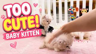 Tiny Kittens Being Petted in the Playpen 🐾 Soft Baby Cats in a Cute Cat Room screenshot 5