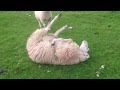 Fat sheep gets saved