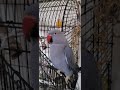 Indian Ringneck Parrots talking