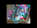 The Perfect Ferret Video To Melt Your Heart
