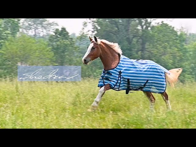 Supra High Neck Mesh Fly Sheet – Greenhawk Equestrian Sport