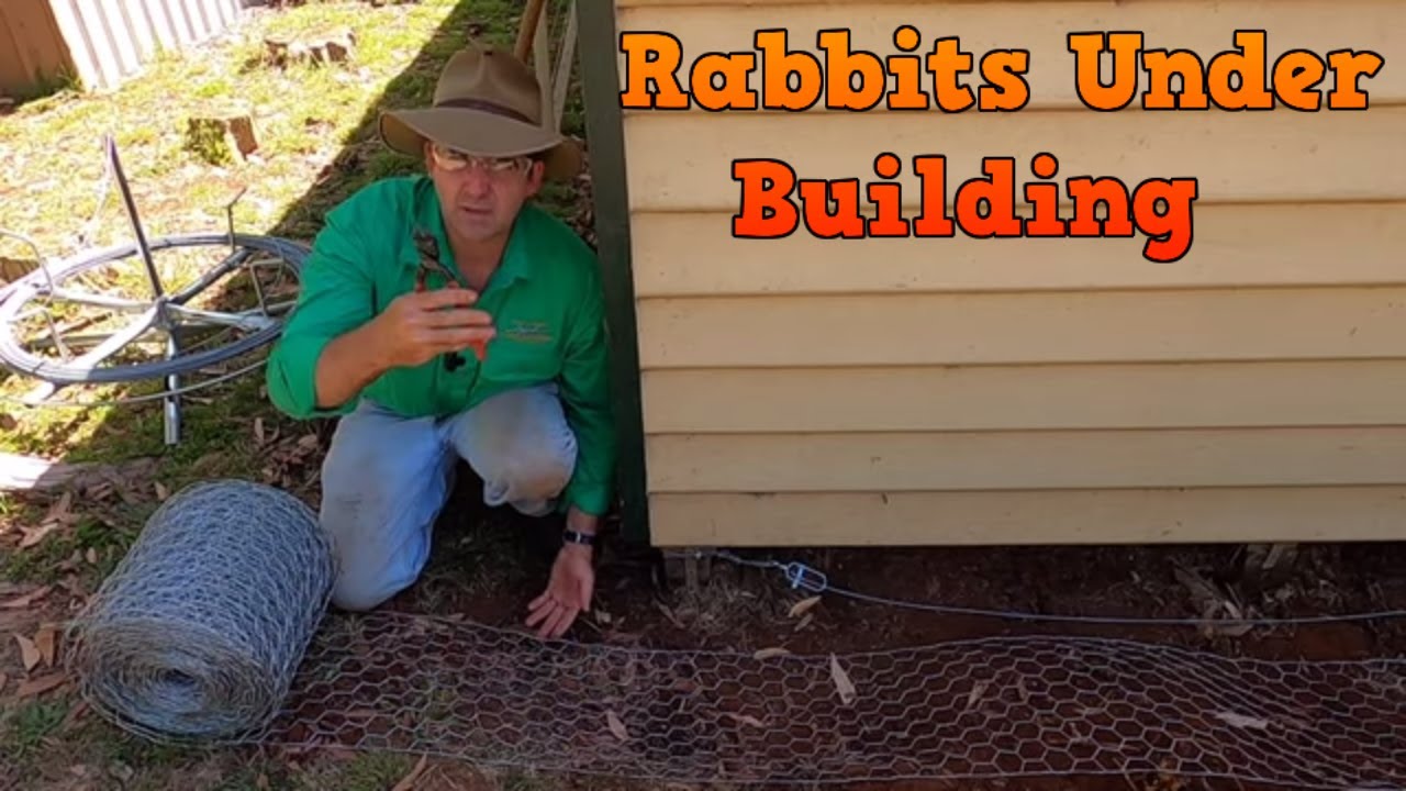 How Do I Get Rabbits Out From Under My Shed