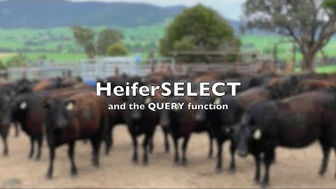 HeiferSELECT and Spreadsheet Query Function