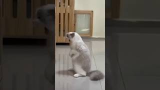 Funny Cats 😺 Episode 57 #Shorts
