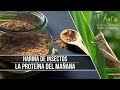 Harina de Insectos: La Proteína del Mañana - TvAgro por Juan Gonzalo Angel