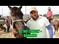 73°- FEIRA DE CAVALOS EM DOIS RIACHOS. ALAGOAS. 19.02.2020