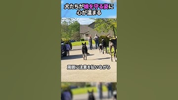 犬たちが娘を守る姿に心が温まる#犬 #犬動画 #犬のいる暮らし