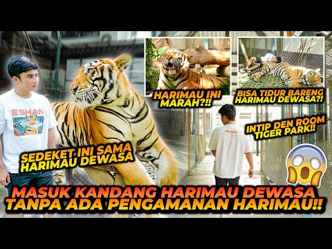 Video: Cara memeluk buaya: Reptil suci dari danau, tempat anak-anak setempat berenang tanpa rasa takut