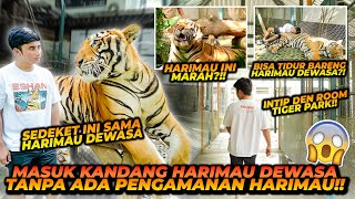 MASUK KE KANDANG HARIMAU DEWASA TANPA PENGAMANAN APAPUN ! ADA YANG SEGEDE ESHAN DAN JINORA !!