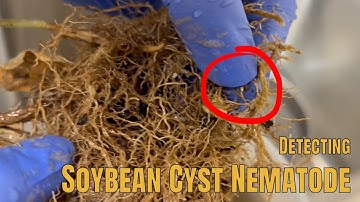 How to Detect Soybean Cyst Nematode in Your Fields | SCN Testing Made Easy