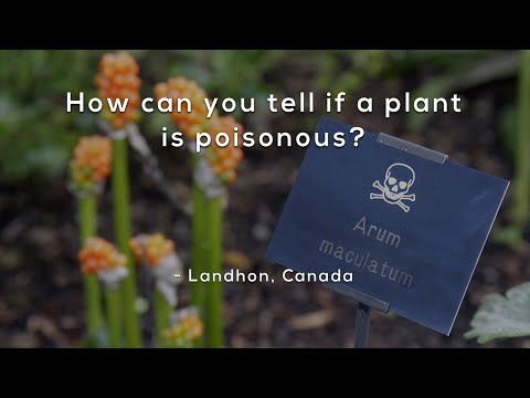 Video: How To Understand If A Plant Is Poisonous