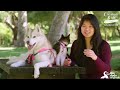 Husky Dog Adopts Stray Cat Saving Her Life | The Dodo: Comeback Kids S01E02