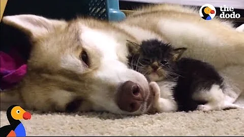 Husky Dog Adopts Stray Cat Saving Her Life | The Dodo: Comeback Kids