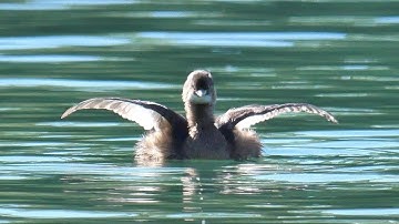 Tuffetto asciuga le ali - Little Grebe dries his wings (Tachybaptus ruficollis)