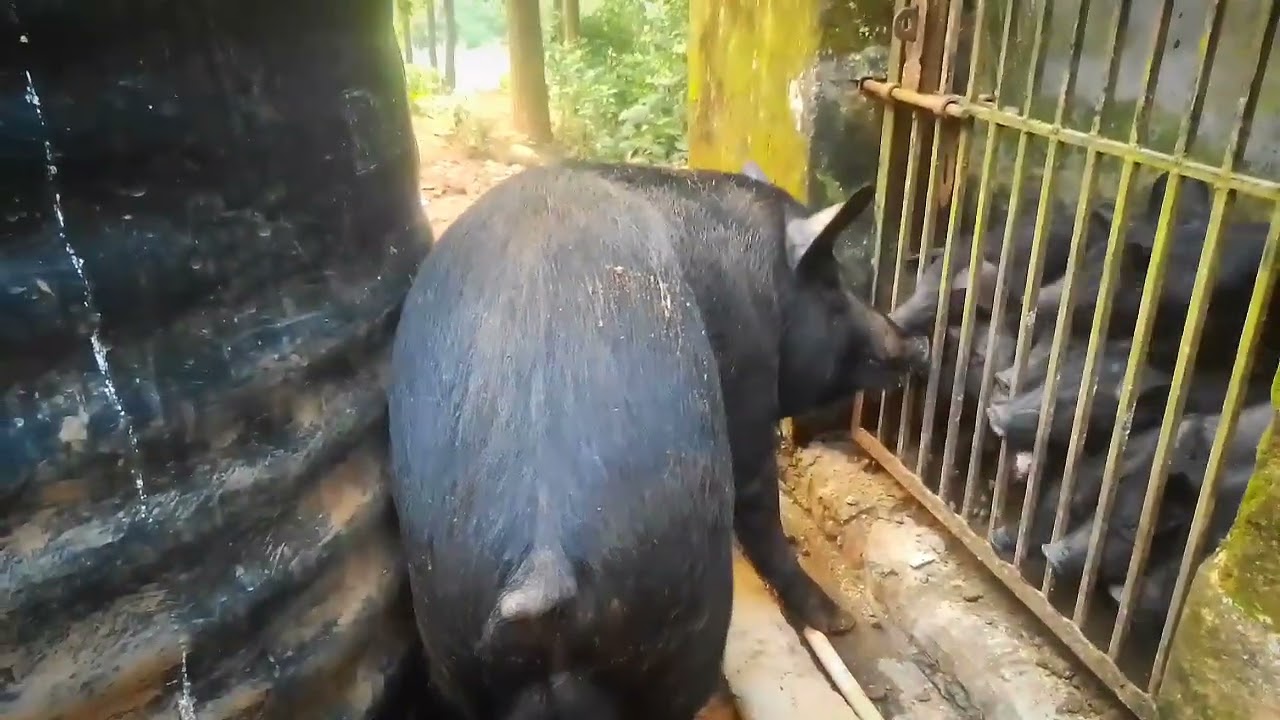 कैसे करें सुवर फार्मिंग ,Tribal pig farm in deep forest