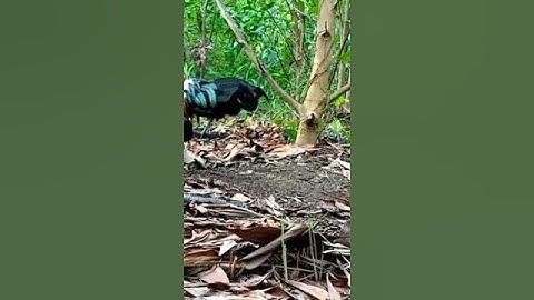 bẫy gà rừng bằng mồi hiệu quả