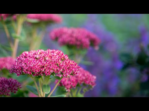 Die Fetthenne, Herbstblüher und Insektenmagnet