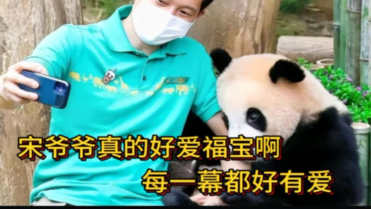 宋爷爷真的好爱福宝，一朝一夕的相处，每一幕都好有爱