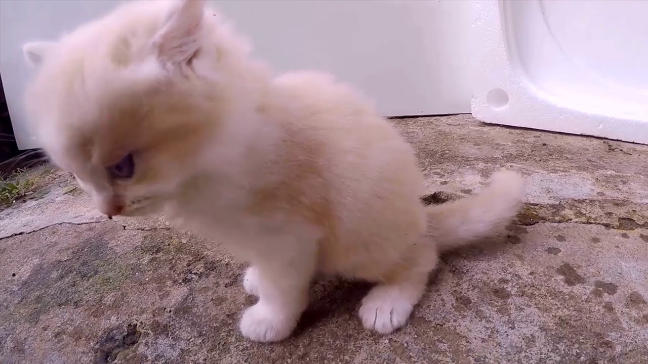 Kittens find a place to Poop Before it Rains P51 30s Cats YouTube