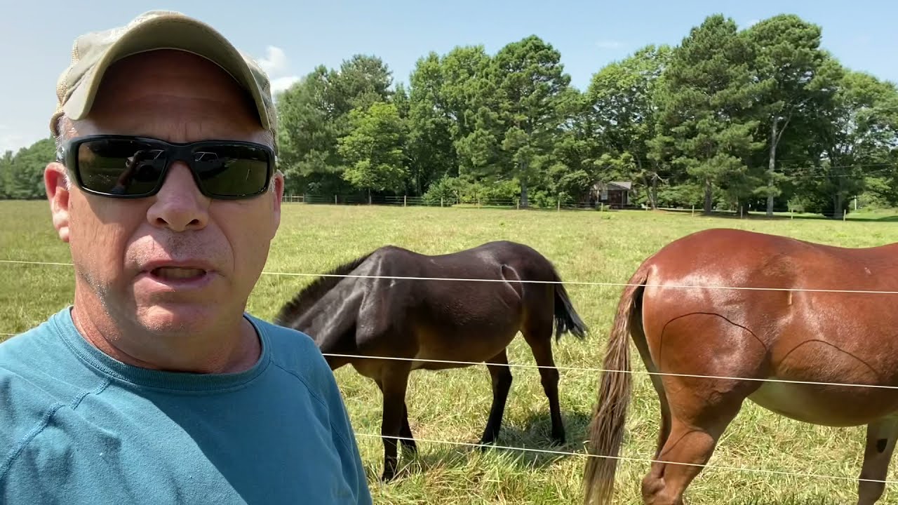 Fly Predators - 4 month update