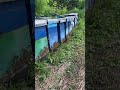 The bees are feeling a bit spicy 🐝🐝🐝