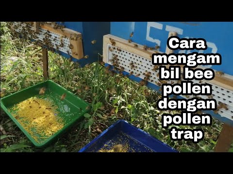 Video: Cara Mengambil Bee Pollen: 12 Langkah (dengan Gambar)