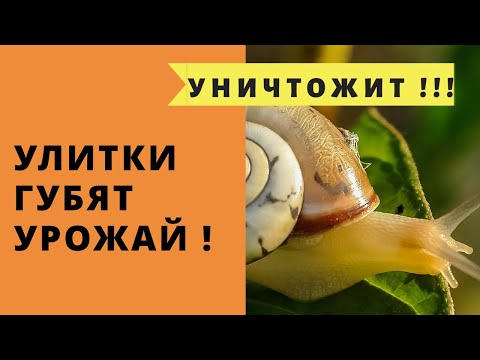 Улитки! ИЗБАВИМСЯ ОТ НИХ!