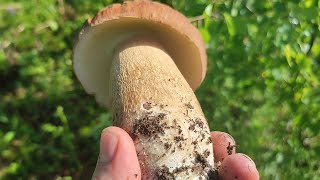 За півгодини 5кг.Білих грибів в Карпатах!!! 🍄 🍄 🍄 (19.06.2023)