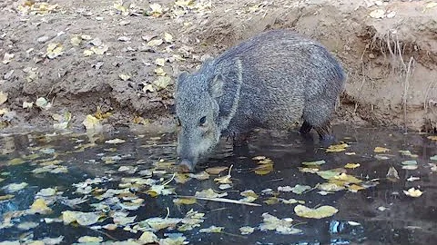 Javi's... Desert Javelina
